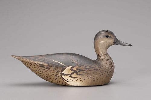 Green-Winged Teal Hen, The Ward Brothers