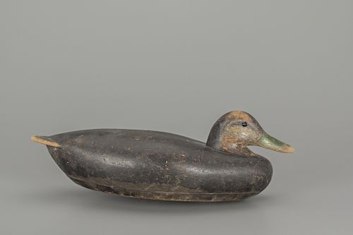 Early Black Duck, Albert Davids Laing (1811-1886)