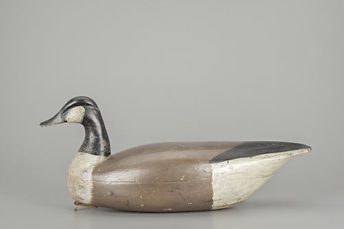 Canada Goose, Henry Grant (1845-1912)