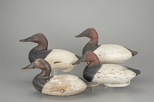 Four Canvasback Drakes, Upper Bay, MD