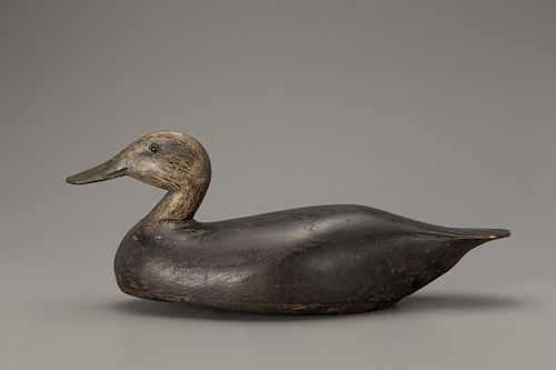 Black Duck, C. William Chrysler (1870-1940)