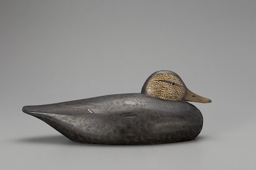 Tucked-Head Black Duck, A. Elmer Crowell (1862-1952)