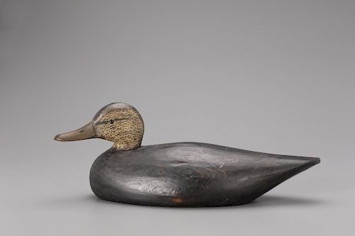 Black Duck, A. Elmer Crowell (1862-1952)