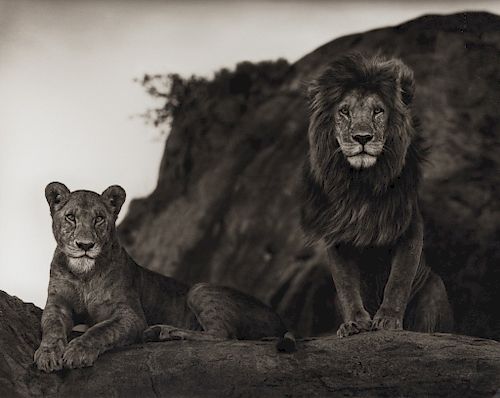 Nick Brandt (b. 1966) Lions