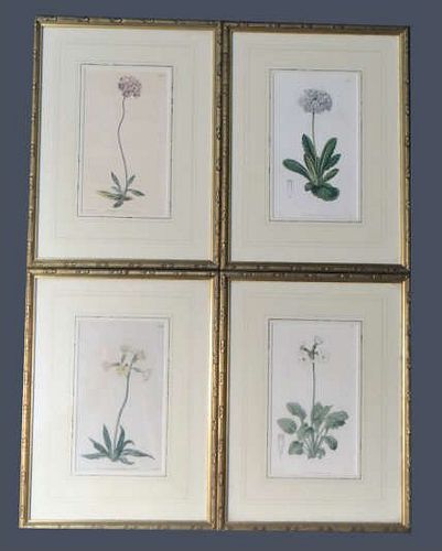4 BOTANNICAL PRINTS HAND COLORED ENGRAVINGS
