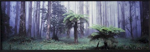 Peter Lik, Photograph "Misty Forest"