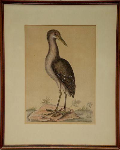 Pair of Mark Catesby hand colored engraved plates, "Andrea Stallard" T78 (sight size: 14" x 10") and "Hirundo Marina" T88 (10" x 14").