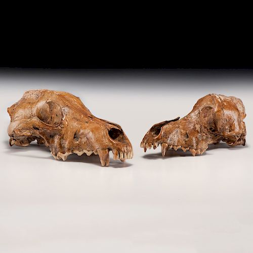 Prehistoric Bear Skulls