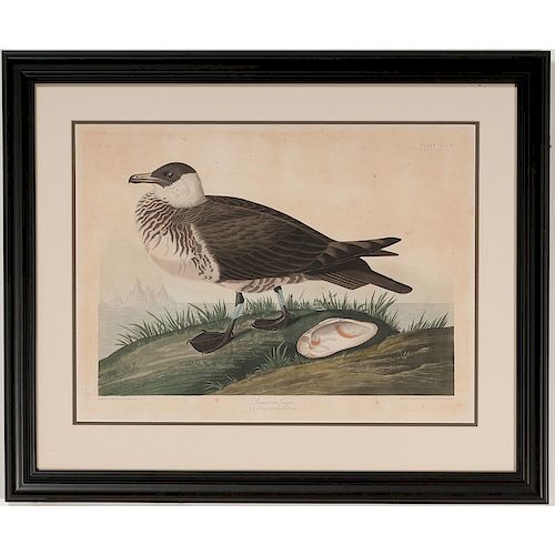 Audubon Havell Avian print, Pomarine Jager, Lestris Pomariuns