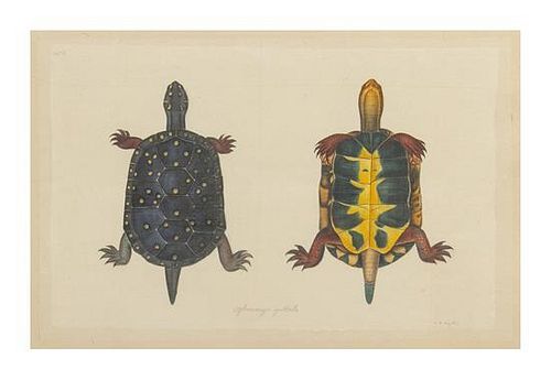 La Roche Laffitte, (French, b. 1943), Tortoise Studies