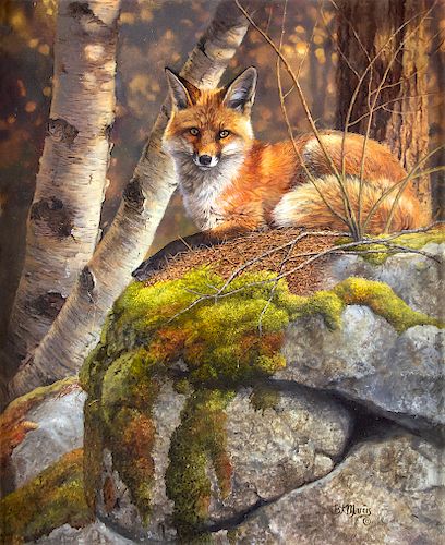 Fox on the Rocks by Bonnie Marris