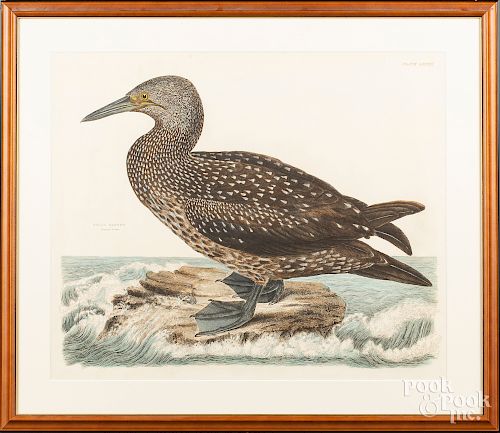 After Selby, color lithograph of Solan Gannet