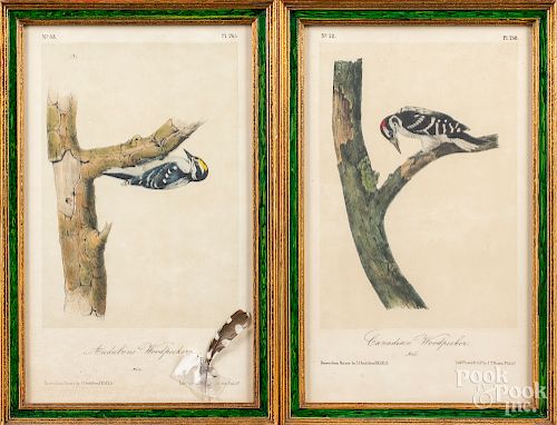 Set of six color bird lithographs