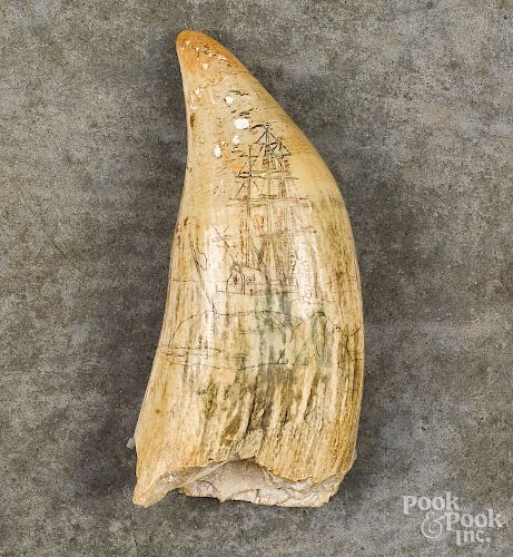 Scrimshaw whale tooth