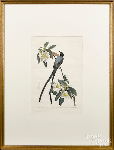 J. J. Audubon, hand colored engraving
