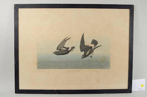 John J. Audubon "Least Stormy Petrel" Engraving