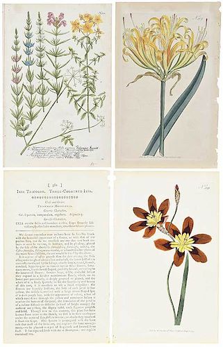 Three 18th Century Botanical Engravings
