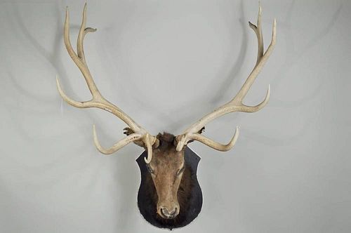 Vintage North American Elk Taxidermy Mount