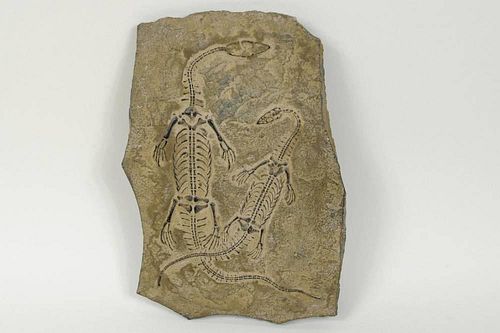 Double Reptile Fossil