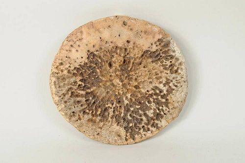 Fossilized Whalebone Vertebra Disc