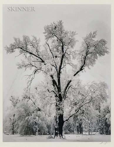 Ansel Adams (American, 1902-1984)  Oak Tree, Snow Storm, Yosemite Valley