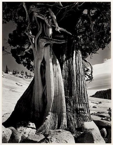 Edward Weston, (American, 1886-1958), Juniper at Lake Tenaya, 1937