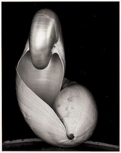 Edward Weston, (American, 1886-1958), Shell, 1927