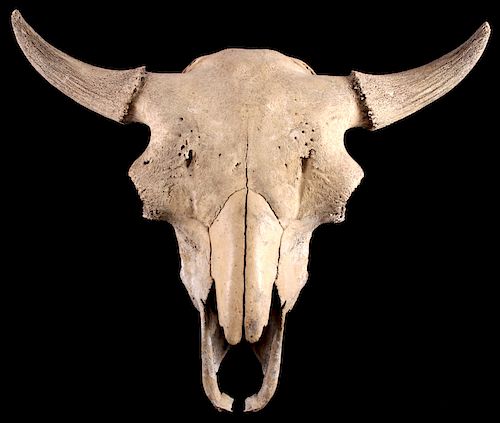 LARGE Petrified Bison Occidentalis Skull
