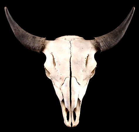 Great American Montana Trophy Buffalo Skull