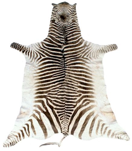Taxidermy Trophy Zebra Hide Pelt Rug