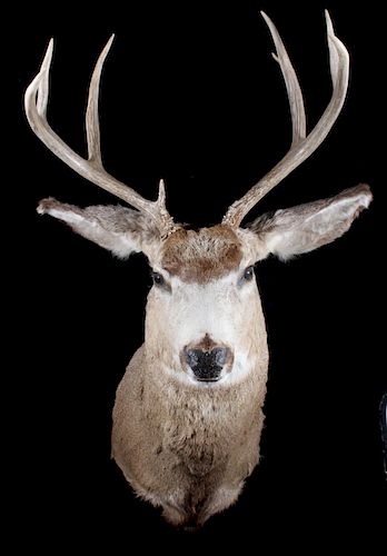 Montana 4x4 Shoulder Mount Trophy Buck