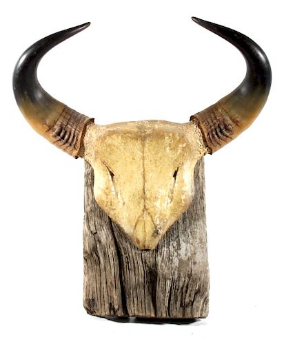 Romanian Buffalo Horn Mount