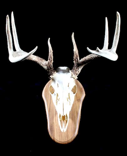 6x4 European Montana Mule Deer Mount on Plaque