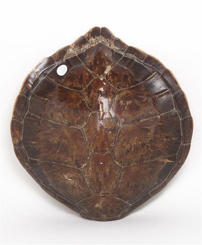 A Tortoise Shell, Width 16 inches.