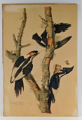 John James Audubon Ivory-Billed Woodpecker Etching