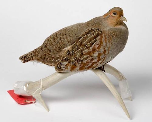 Taxidermy Hungarian Partridge Sitting on Antler 
