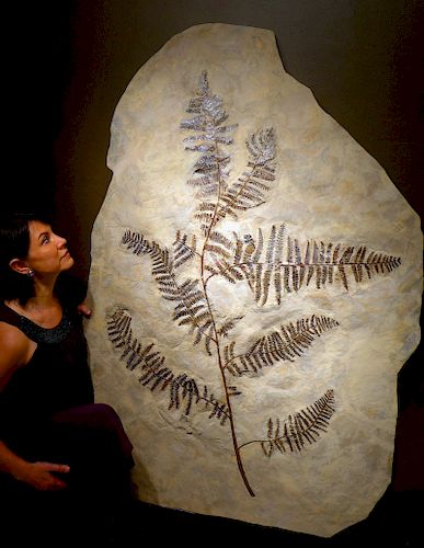 Rare Enormous Museum-Class Prehistoric Tree Fern Branch