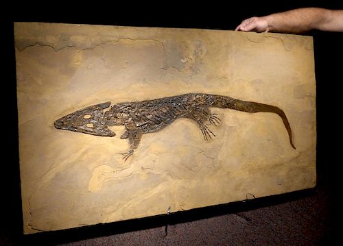 Rare Complete Archegosaurus Permian Amphibian