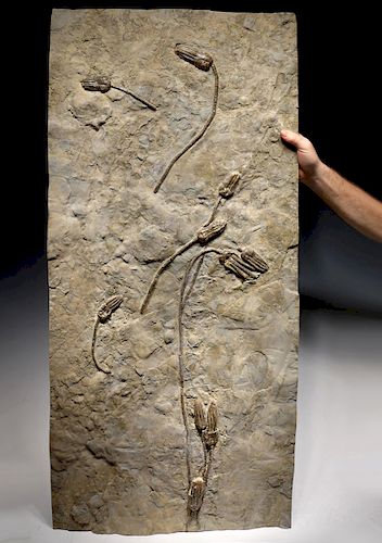 Large Museum-Class Triassic Sea Lily Fossil
