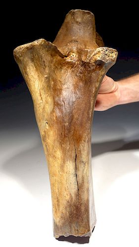 Prehistoric Human Butchered Bone of a Woolly Mammoth