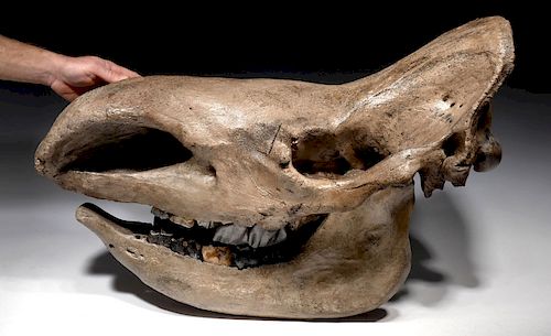 Spectacular Woolly Rhinoceros Skull Fossil from Europe