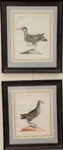 Set of four hand colored bird engravings, 18th/19th century, "Columbo Modanino Minore Columba Mutirenfis Minor", "Colombo Col Minore...