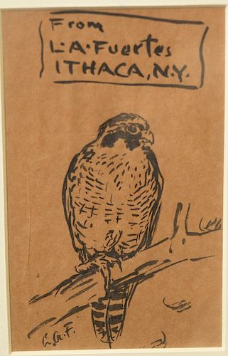 Louis Agassiz Fuertes (1874-1927),  ink on paper,  Falcon Perched on Limb,  From L.A. Fuertes Ithaca, N.Y.,  initialed lower...