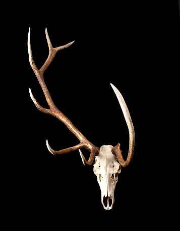 Montana Non Typical 6x1 European Elk Mount