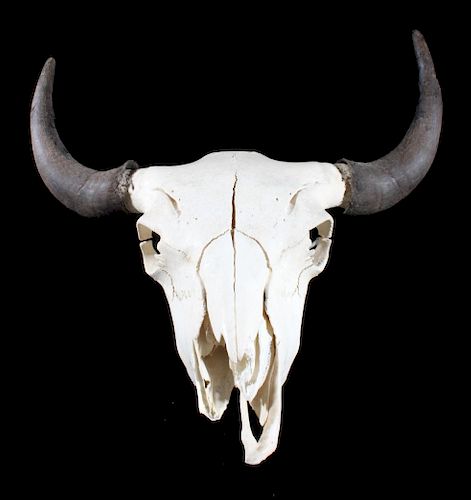 Montana Steer Skull and Horns