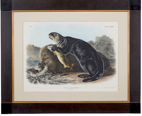 Audubon Quadruped, Sea Otter