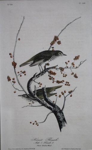 Audubon Octavo Print, Hermit Thrush