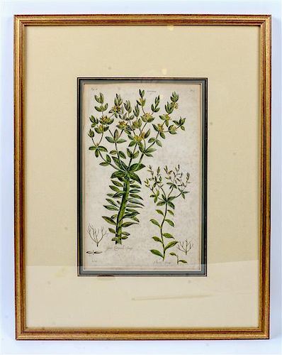 Two Botanical Engravings Sight: 14 3/4 x 9 1/4 inches.