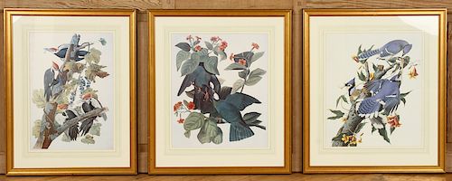 A COLLECTION OF THREE ORNITHOLOGICAL PRINTS