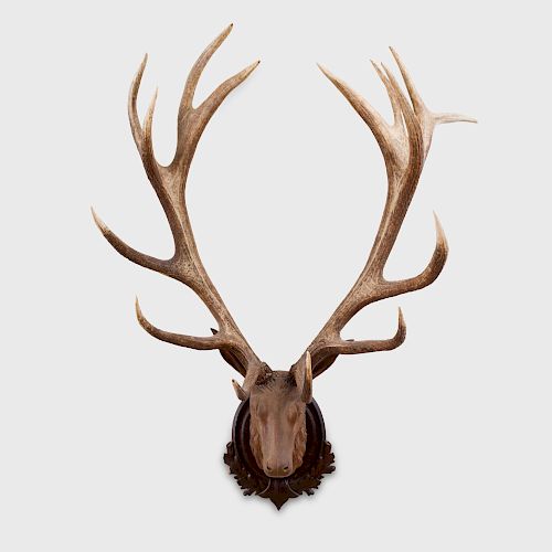 Carved Walnut Stag's Head Fitted with a Pair of Eight Prong Antlers